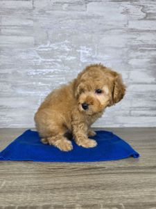 Мальтіпу Ф1