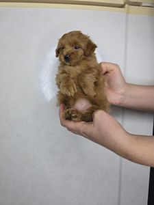 Мальтіпу Ф1