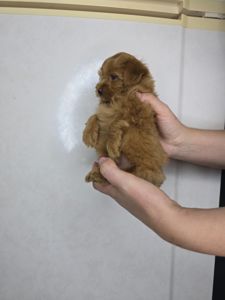 Мальтіпу Ф1