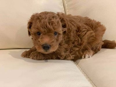 Девочка мини мальтипу