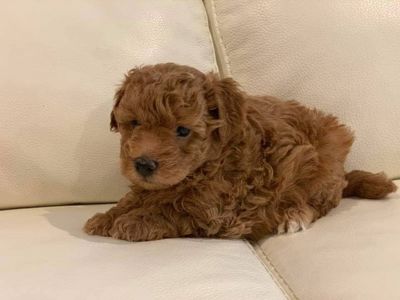 Девочка мини мальтипу