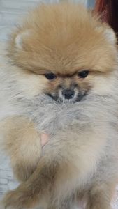 Девочка помераночка