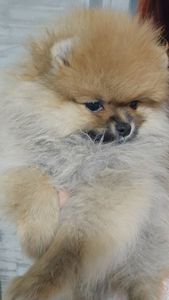 Девочка помераночка