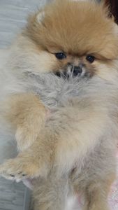 Девочка помераночка