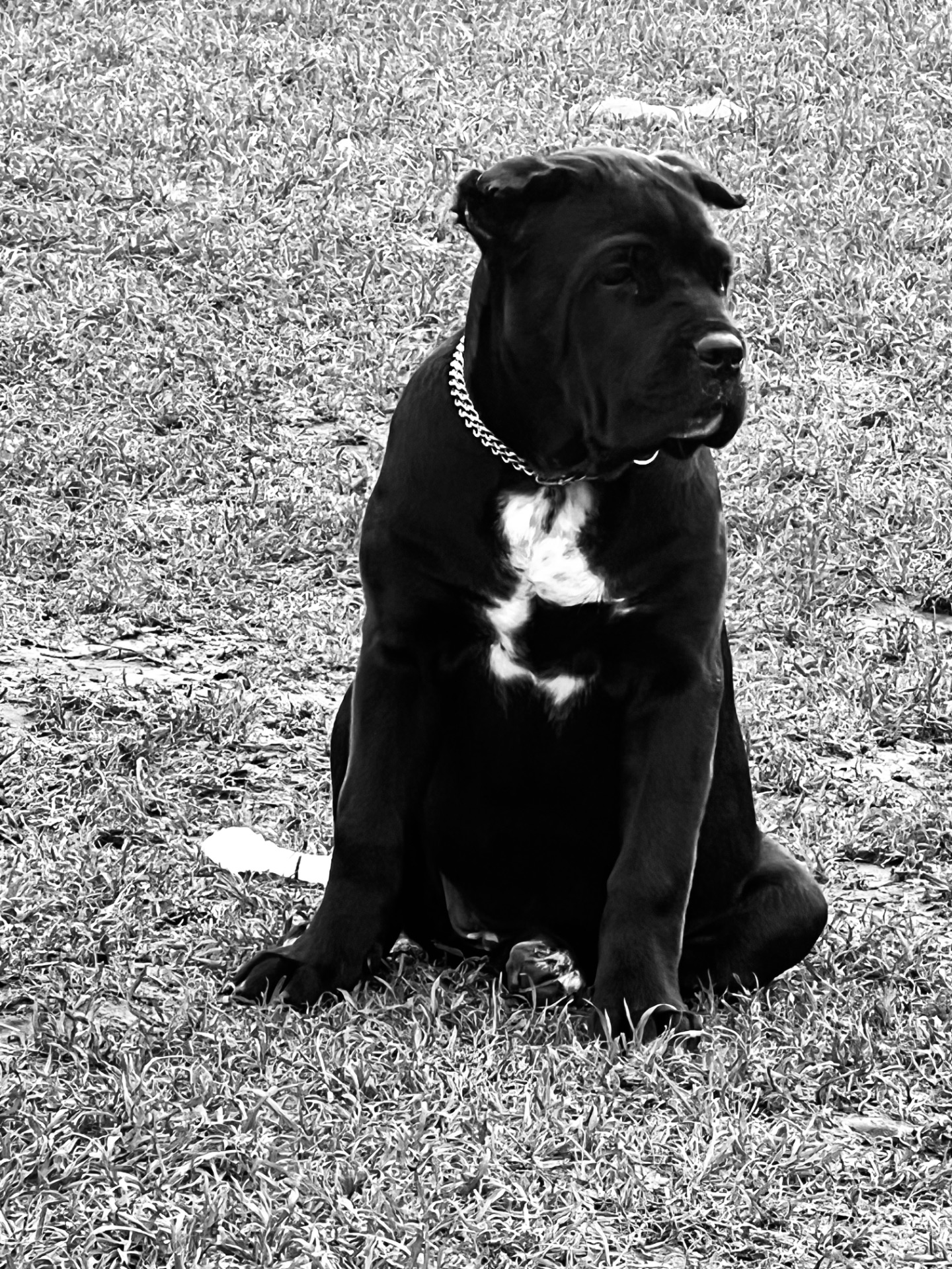 Cane de Corso Italiano