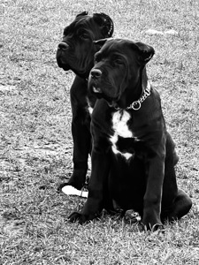 Cane de Corso Italiano
