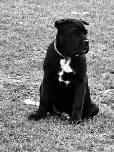 Cane de Corso Italiano