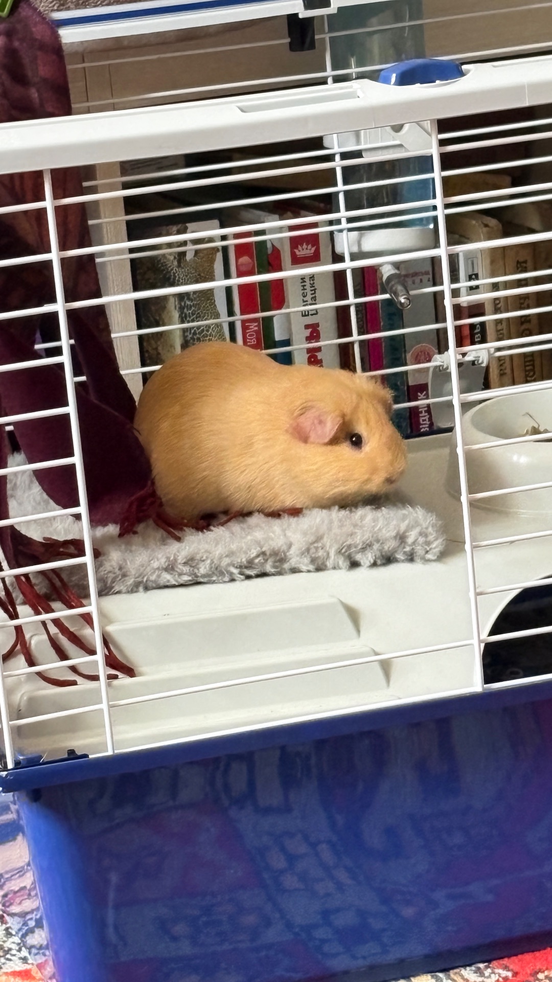 Продам хлопчика, 4 місяці