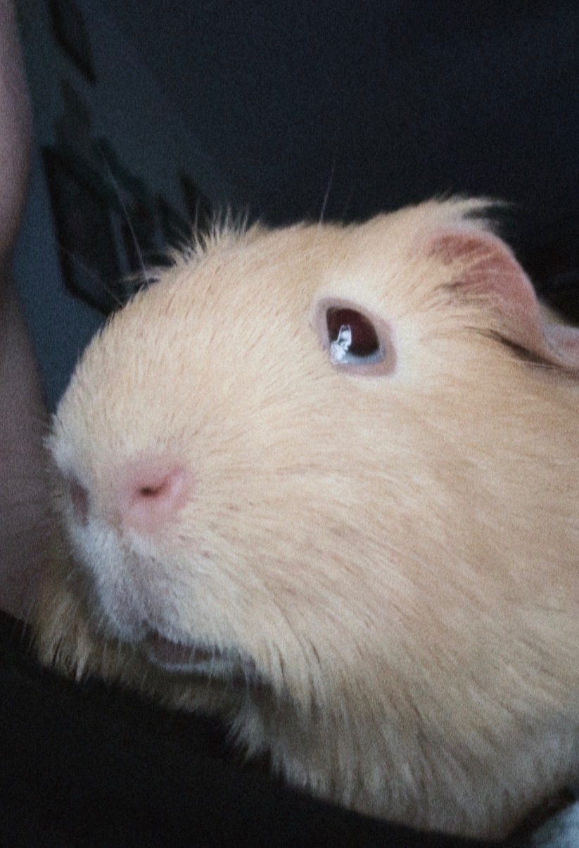 Продам хлопчика, 4 місяці