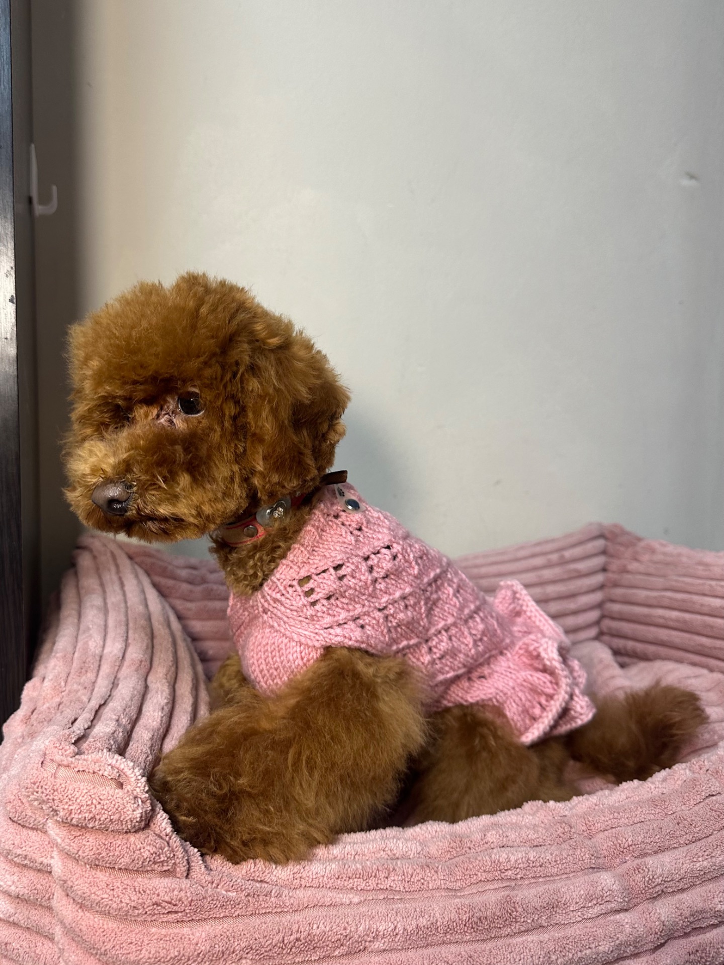 Спокійна дівчинка той пудель шукає батьків