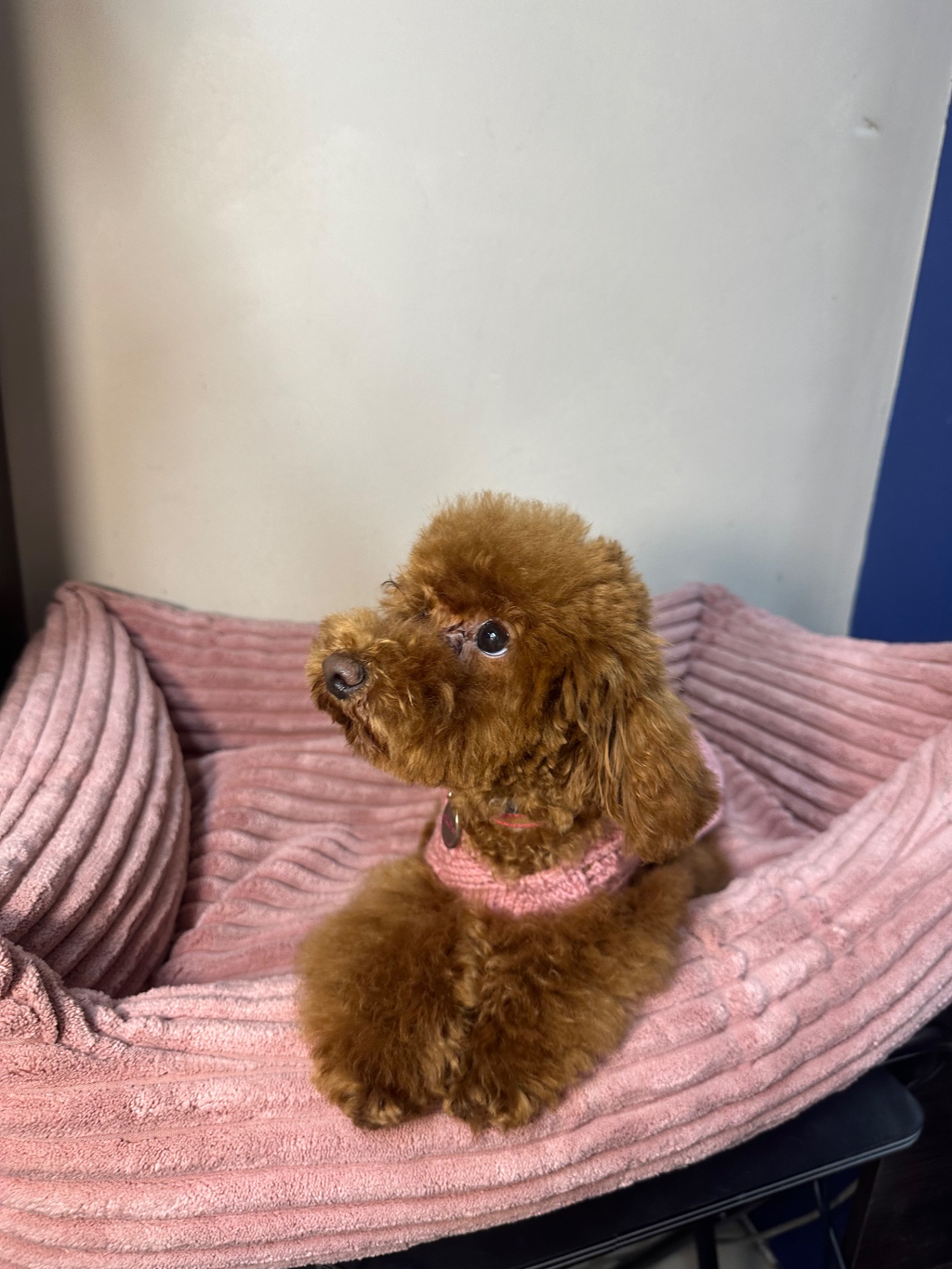 Спокійна дівчинка той пудель шукає батьків