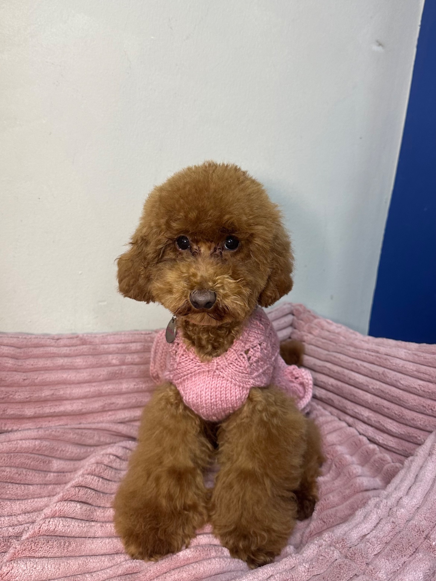 Спокійна дівчинка той пудель шукає батьків