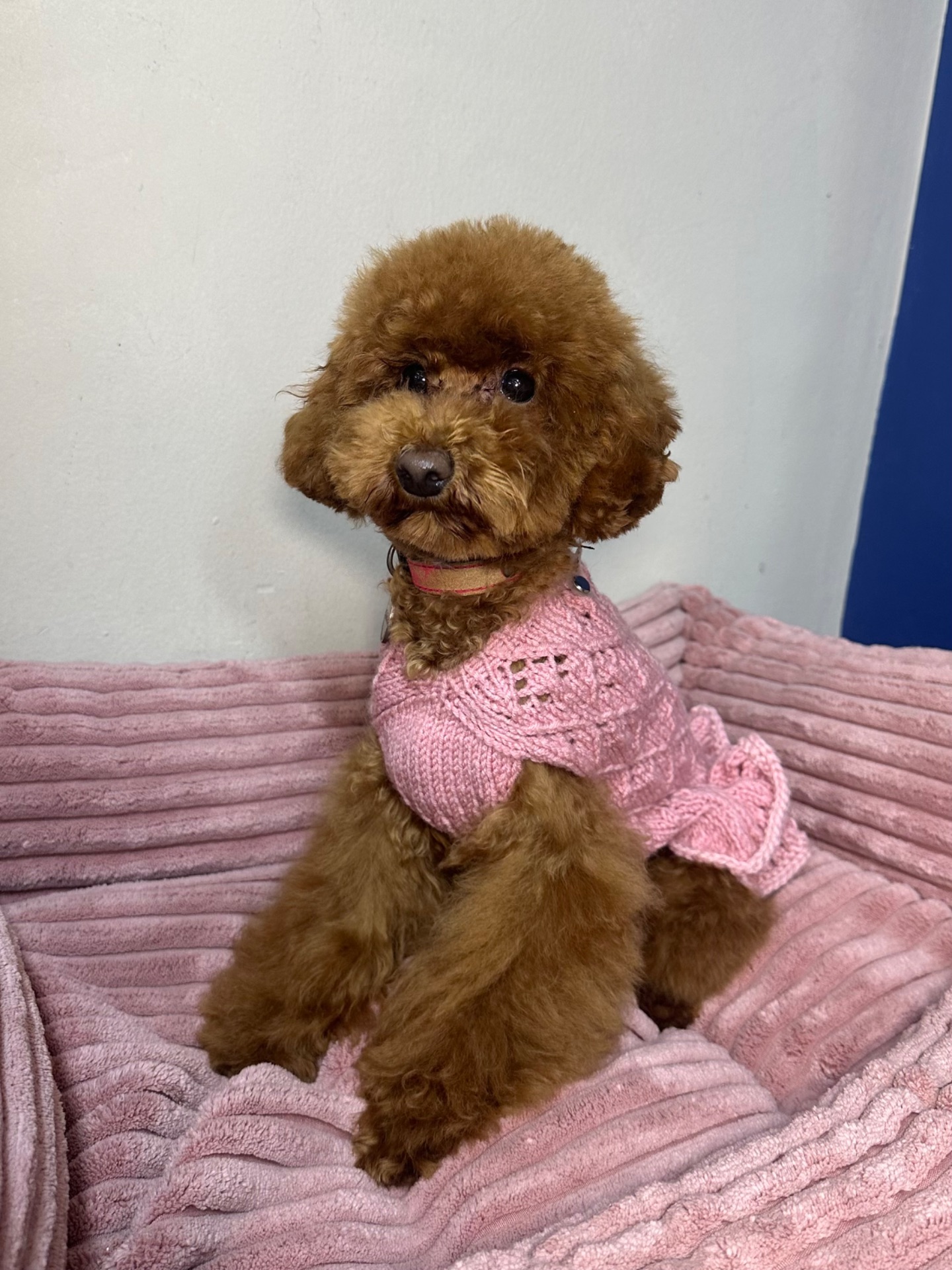 Спокійна дівчинка той пудель шукає батьків