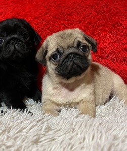 Красиві малюки