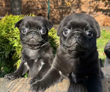 Красиві малюки