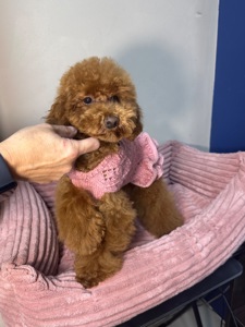 Спокійна дівчинка той пудель шукає батьків