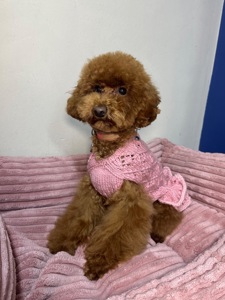 Спокійна дівчинка той пудель шукає батьків