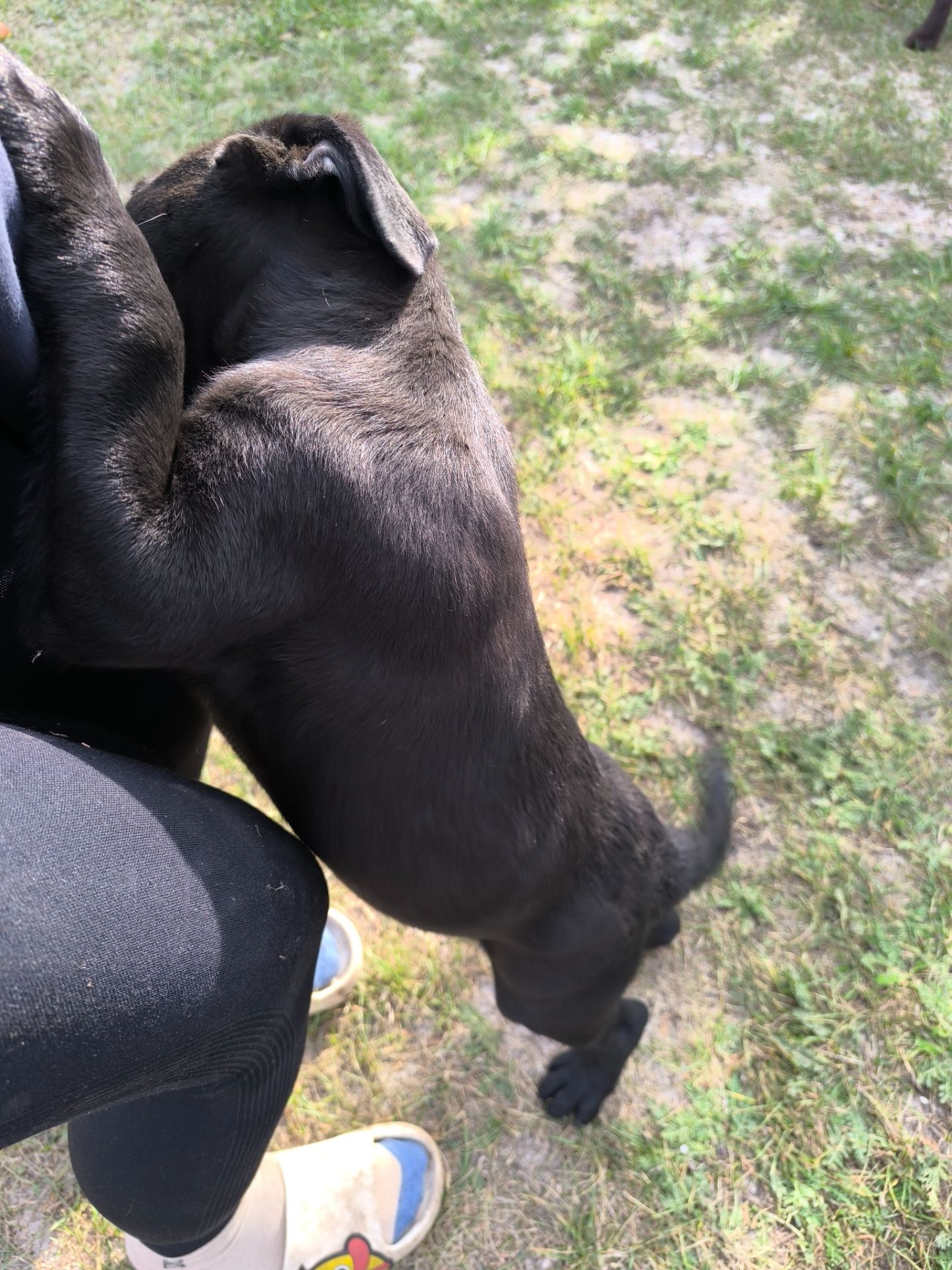 Цуценята лабрадора ретривера