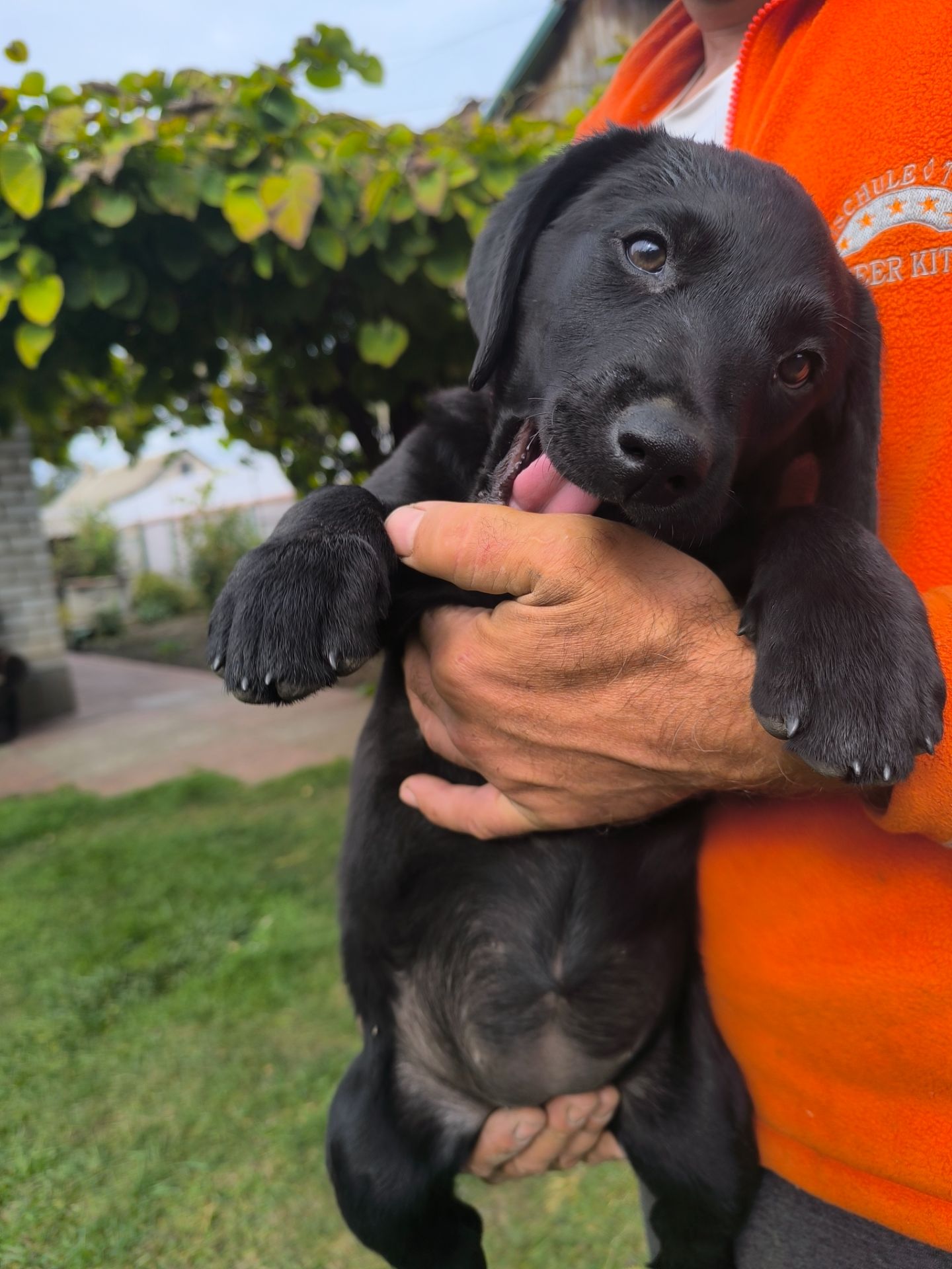 Цуценята лабрадора ретривера