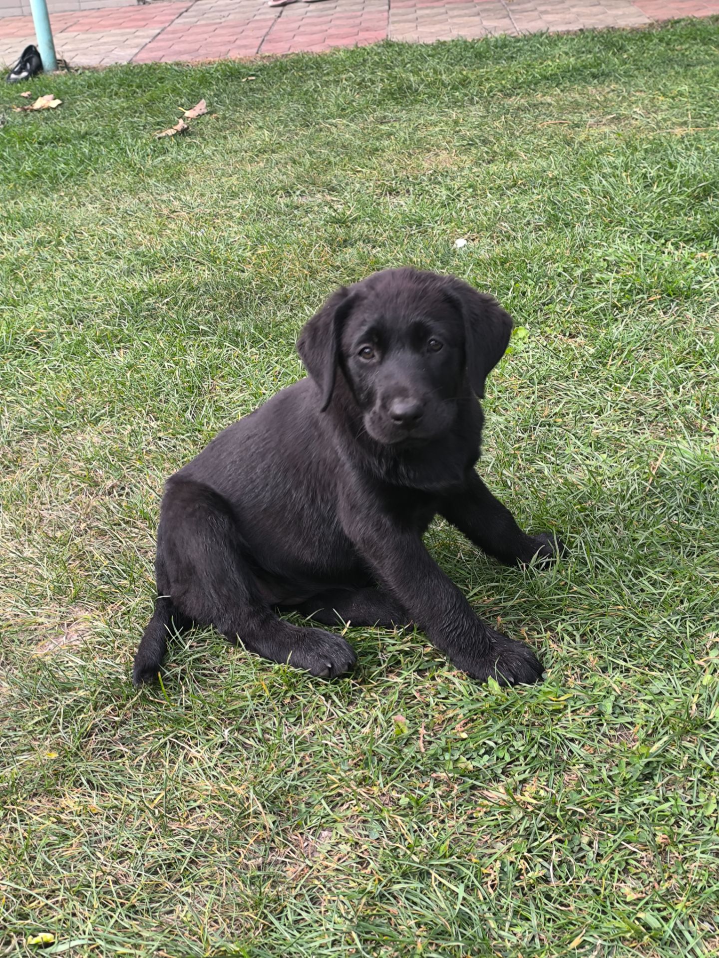 Цуценята лабрадора ретривера