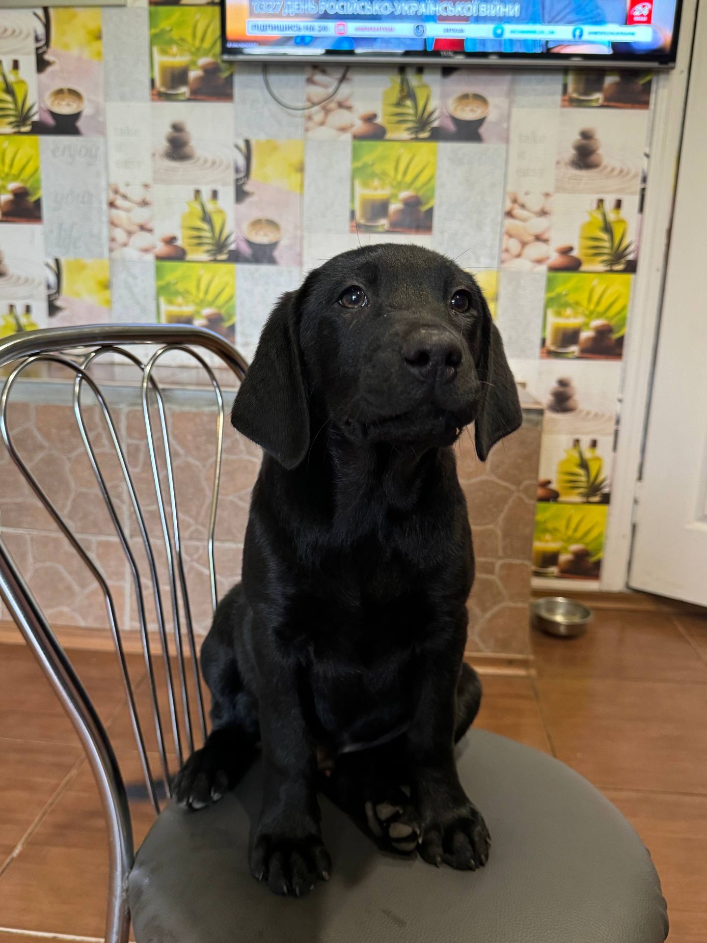 Цуценята лабрадора ретривера