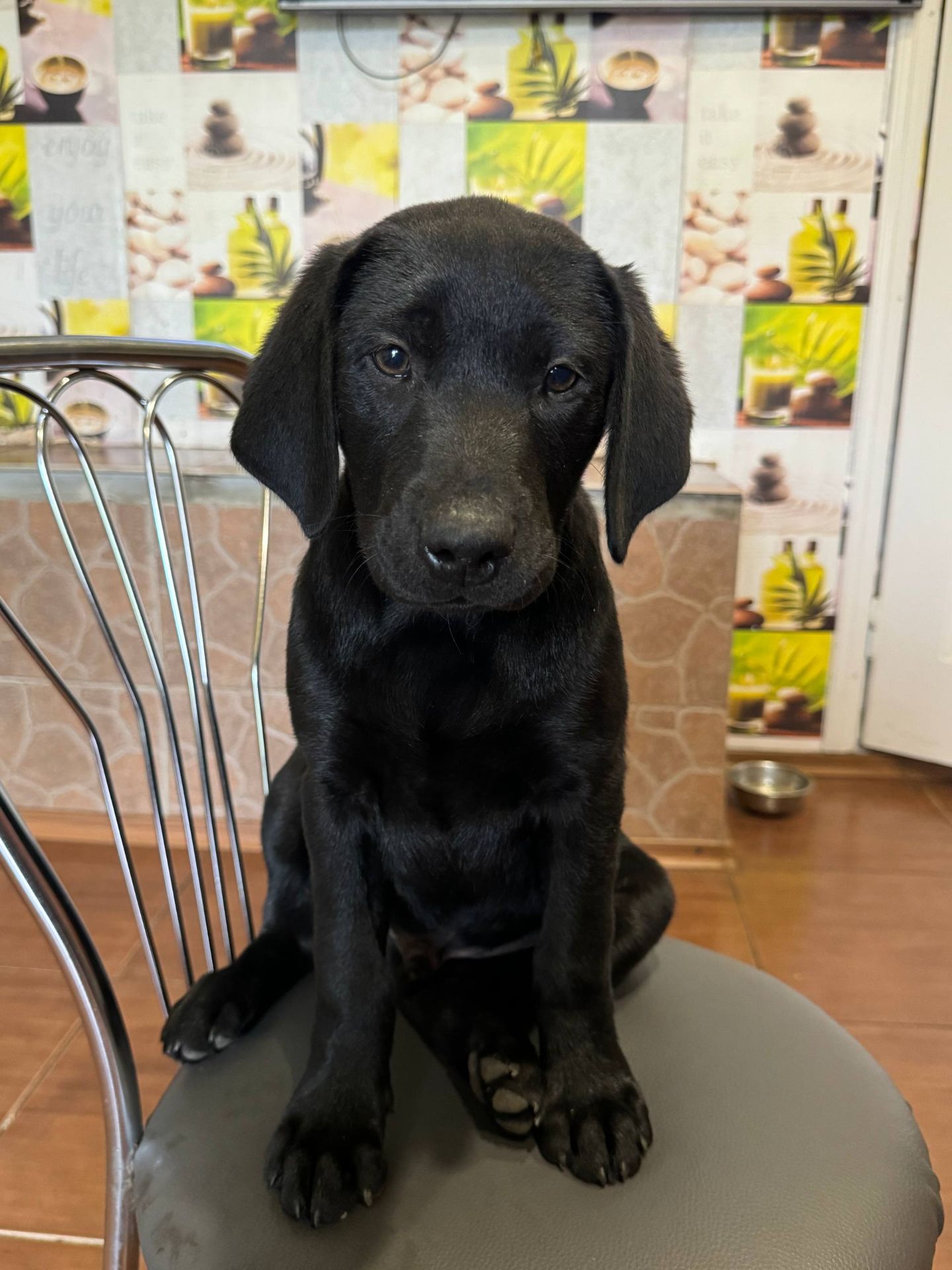 Цуценята лабрадора ретривера