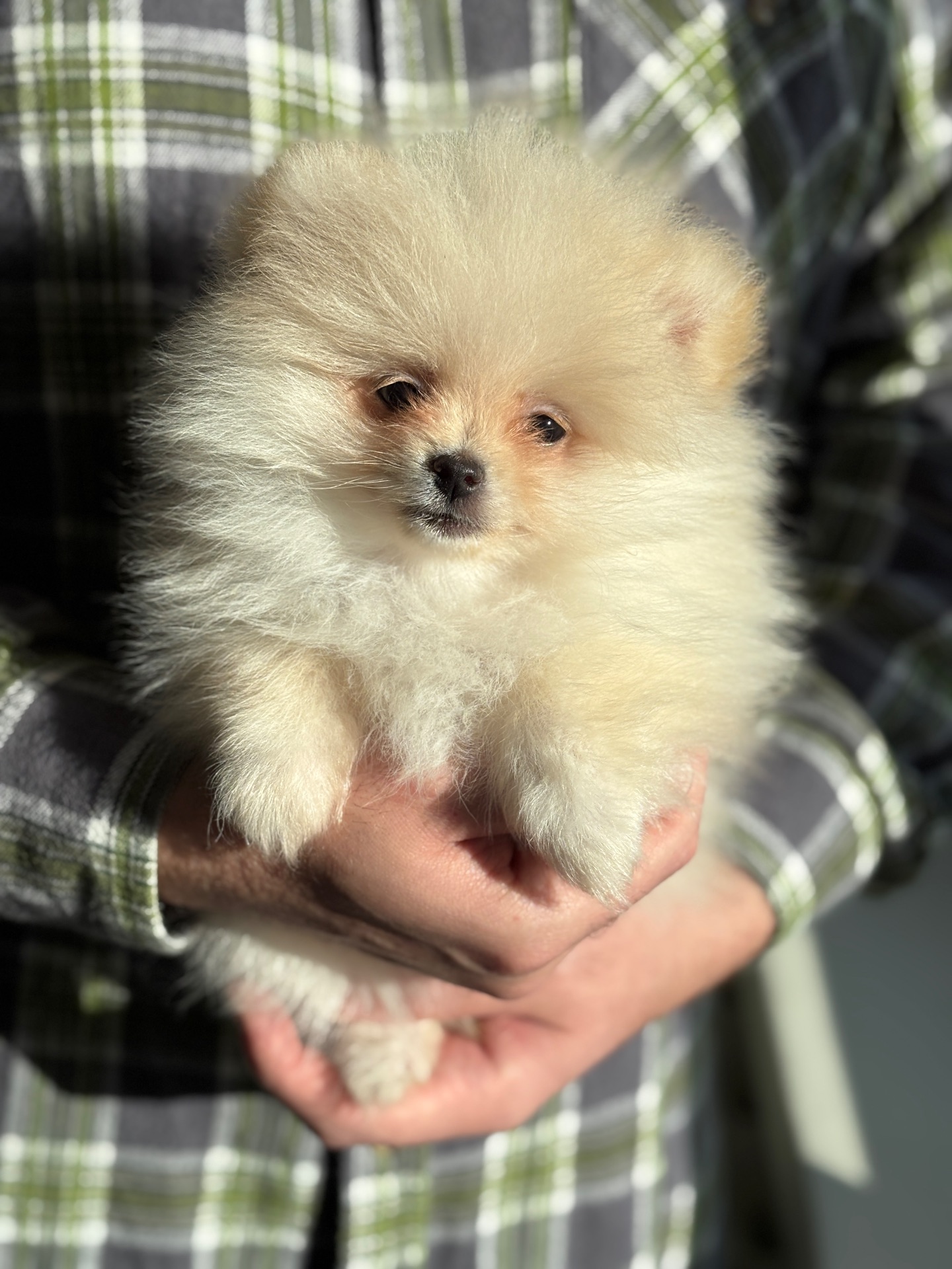 Кремові дівчата померанський шпіц