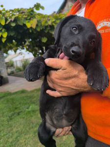 Цуценята лабрадора ретривера