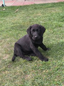 Цуценята лабрадора ретривера