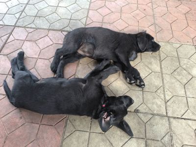 Цуценята лабрадора ретривера