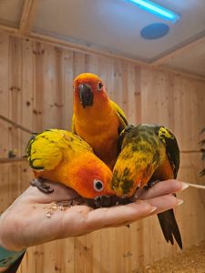 Солнечный аратинга