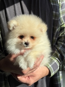 Кремові дівчата померанський шпіц