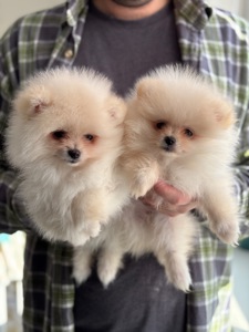 Кремові дівчата померанський шпіц