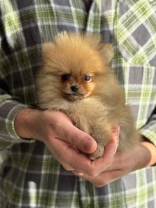 Хлопчик померанський шпіц ред соболь