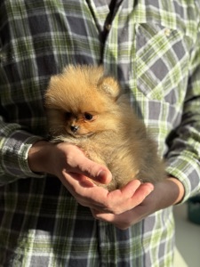 Хлопчик померанський шпіц ред соболь