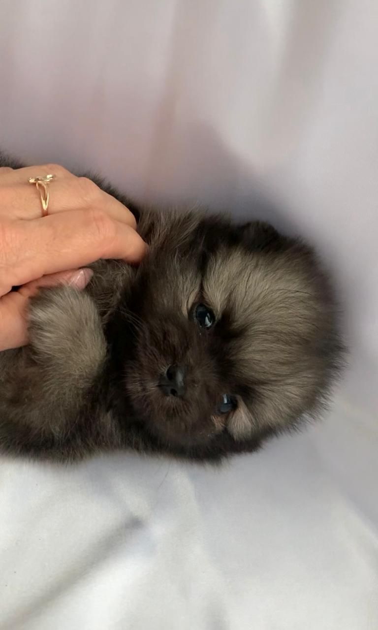 Несравненный Балу