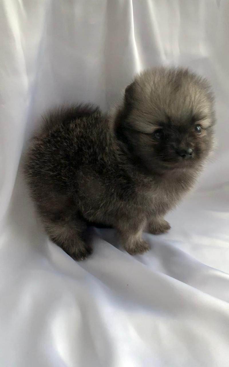 Несравненный Балу