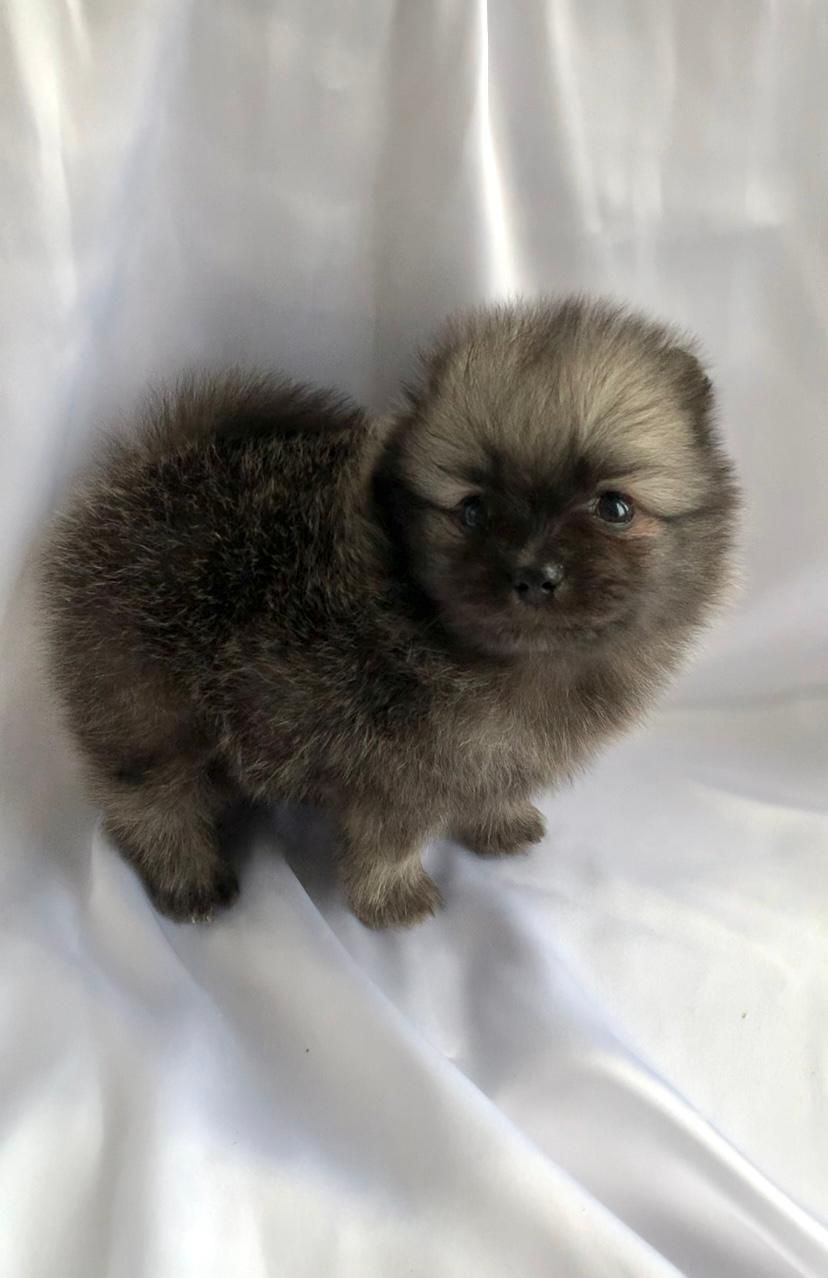 Несравненный Балу