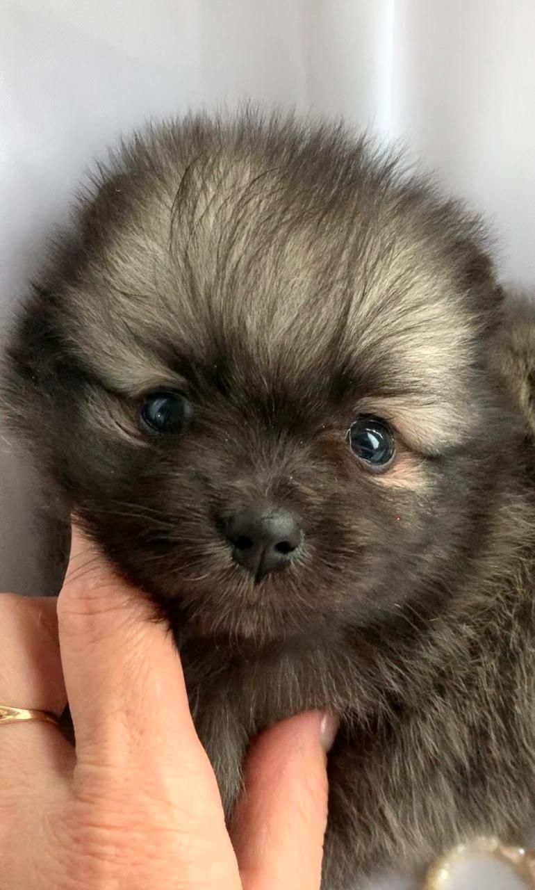 Несравненный Балу