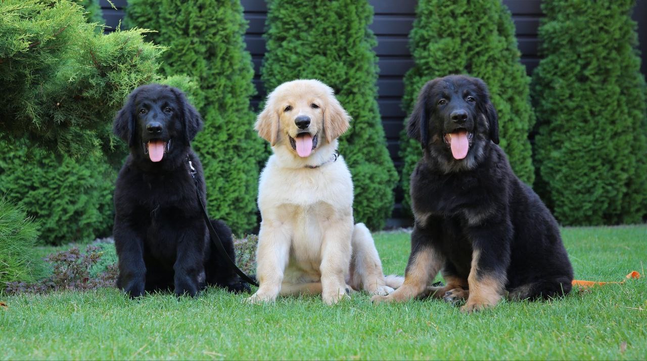 Цуценята Ховаварта