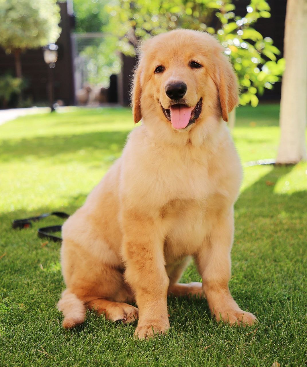 Цуценята Ховаварта