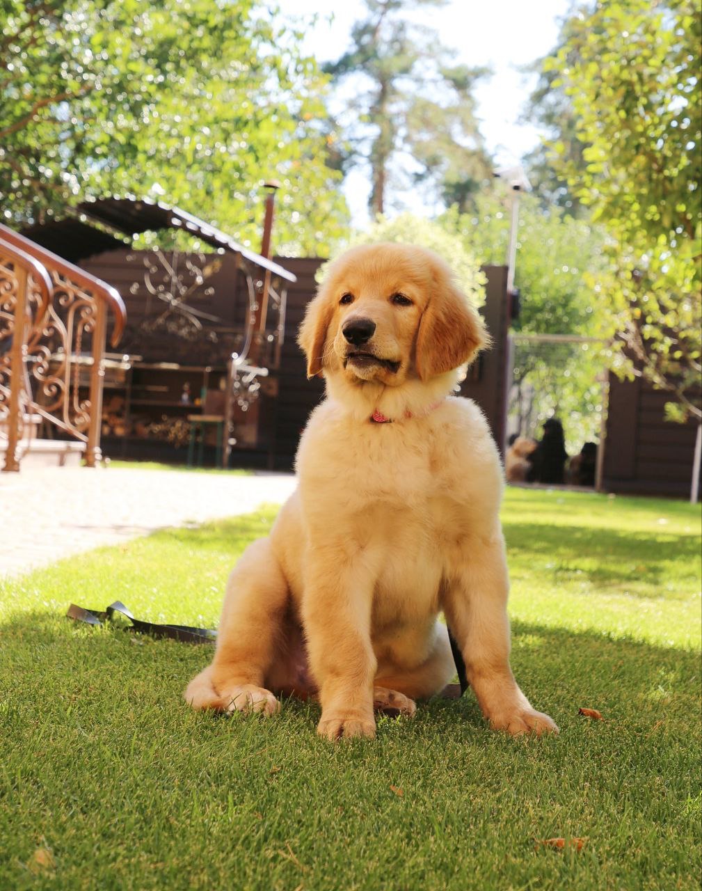 Цуценята Ховаварта