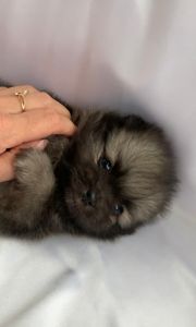 Несравненный Балу