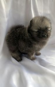 Несравненный Балу