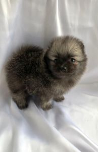 Несравненный Балу