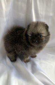 Несравненный Балу