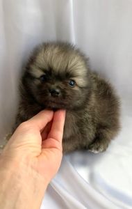 Несравненный Балу