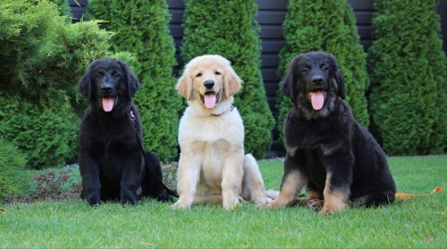 Цуценята Ховаварта