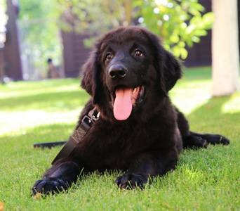 Цуценята Ховаварта