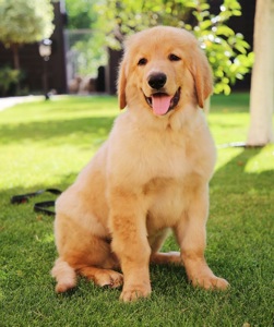 Цуценята Ховаварта